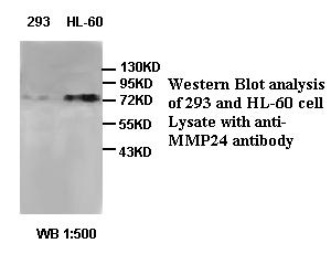 MMP24 Antibody