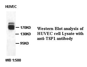 TSP1 Antibody