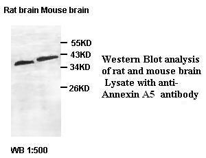 Annexin A5 Antibody