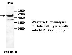 ABCD3 Antibody