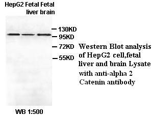  alpha 2 Catenin Antibody