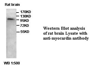 myocardin Antibody