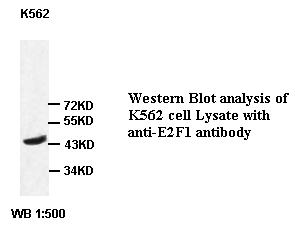 E2F1 Antibody