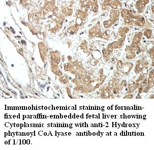  2-hydroxyacyl-CoA lyase 1 Antibody