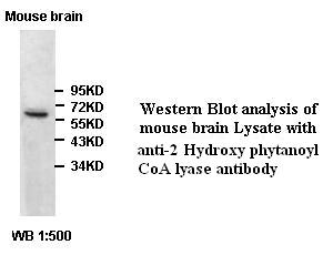  2-hydroxyacyl-CoA lyase 1 Antibody