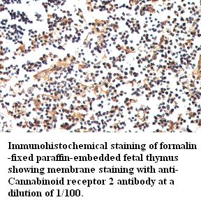  Cannabinoid receptor 2 Antibody