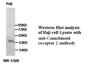  Cannabinoid receptor 2 Antibody