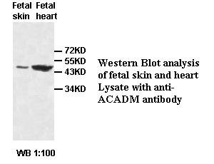 ACADM Antibody