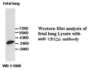 VPS26 Antibody