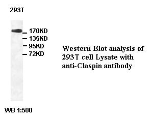 Claspin Antibody