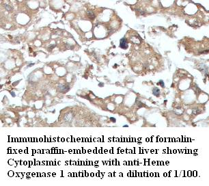  Heme oxygenase 1 Antibody