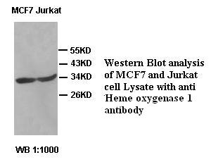  Heme oxygenase 1 Antibody