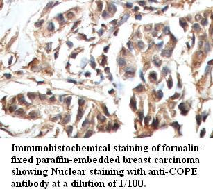 COPE Antibody