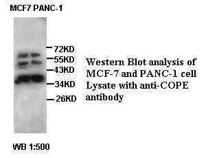 COPE Antibody