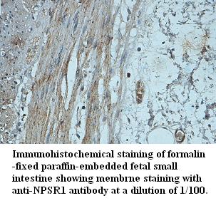 NPSR1 Antibody