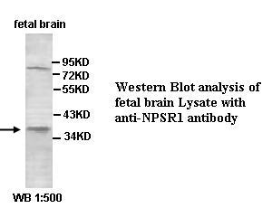 NPSR1 Antibody