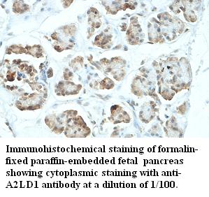 A2LD1 Antibody