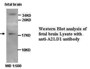 A2LD1 Antibody