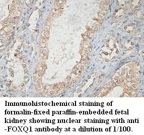 FOXQ1 Antibody