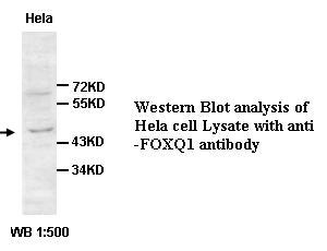 FOXQ1 Antibody