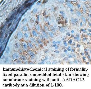 AADACL3 Antibody