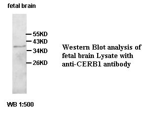 CERB1 Antibody