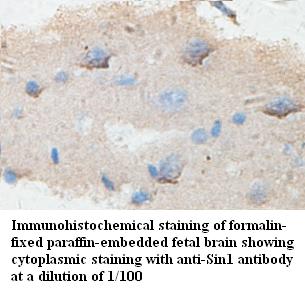 Sin1 Antibody