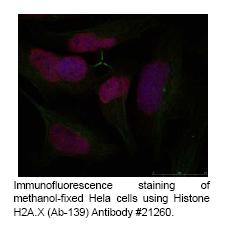 A1CF Antibody