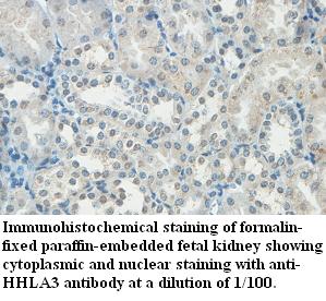 HHLA3 Antibody