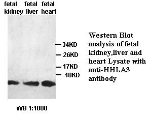 HHLA3 Antibody