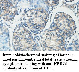 HERC6 Antibody