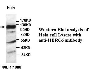 HERC6 Antibody