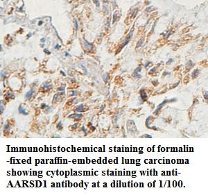 AARSD1 Antibody