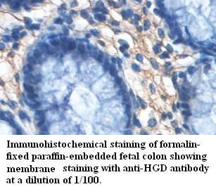 HGD Antibody