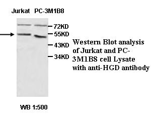 HGD Antibody