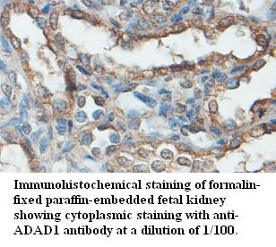 ADAD1 Antibody