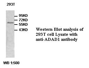 ADAD1 Antibody