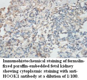 HOOK1 Antibody