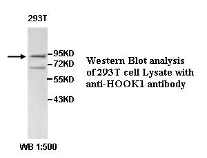 HOOK1 Antibody