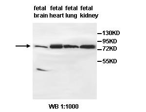 AGAP9 Antibody