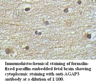 AGAP3 Antibody