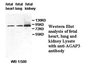 AGAP3 Antibody