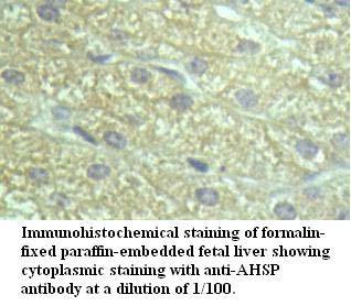 AHSP Antibody