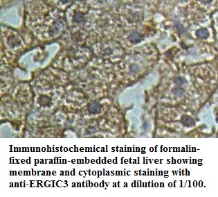 ERGIC3 Antibody