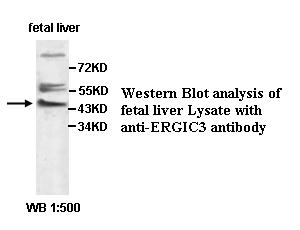 ERGIC3 Antibody