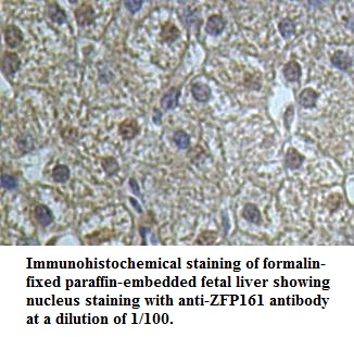 ZFP161 Antibody