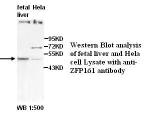 ZFP161 Antibody