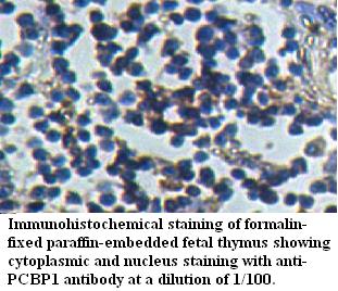 PCBP1 Antibody