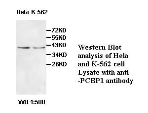 PCBP1 Antibody