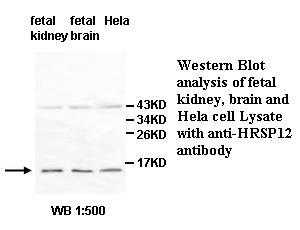 HRSP12 Antibody